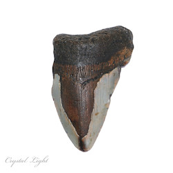 Teeth: Megalodon Tooth