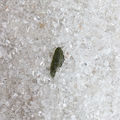 Moldavite Specimen Small